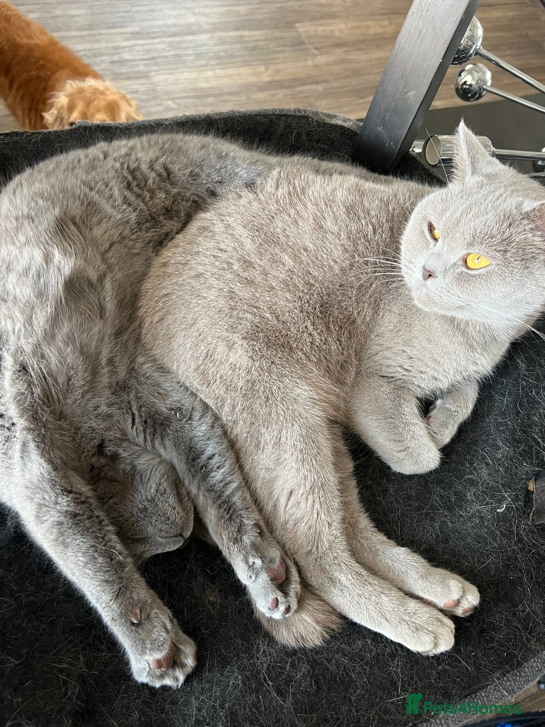 British Shorthair cats for sale: Adorable British Blue Shorthair Kittens for Sale - Image 6