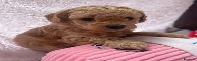 Pink Girl 