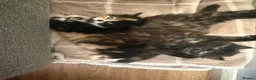 British Longhair cats for sale: 2 Beautiful Long Hair Girls - Advert 9