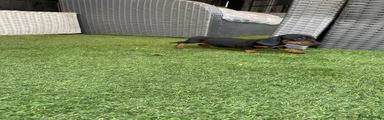 Miniature Dachshund 6