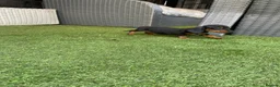 Miniature Dachshund dogs for sale: 6 beautiful miniature dachshund  in Wickford - Advert 2