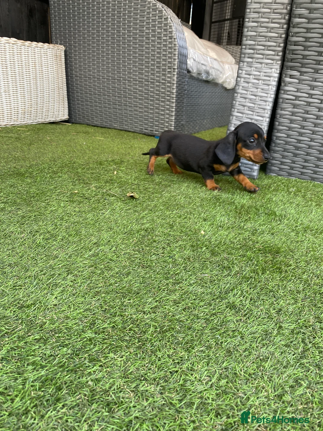 Miniature Dachshund dogs for sale: 6 beautiful miniature dachshund  in Wickford - Advert 2