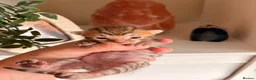 Bengal cats for sale: Bengal Kittens - Advert 11