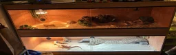 Bearded Dragon reptiles for sale: 2 bearded dragons for sale in Dereham - Advert 19