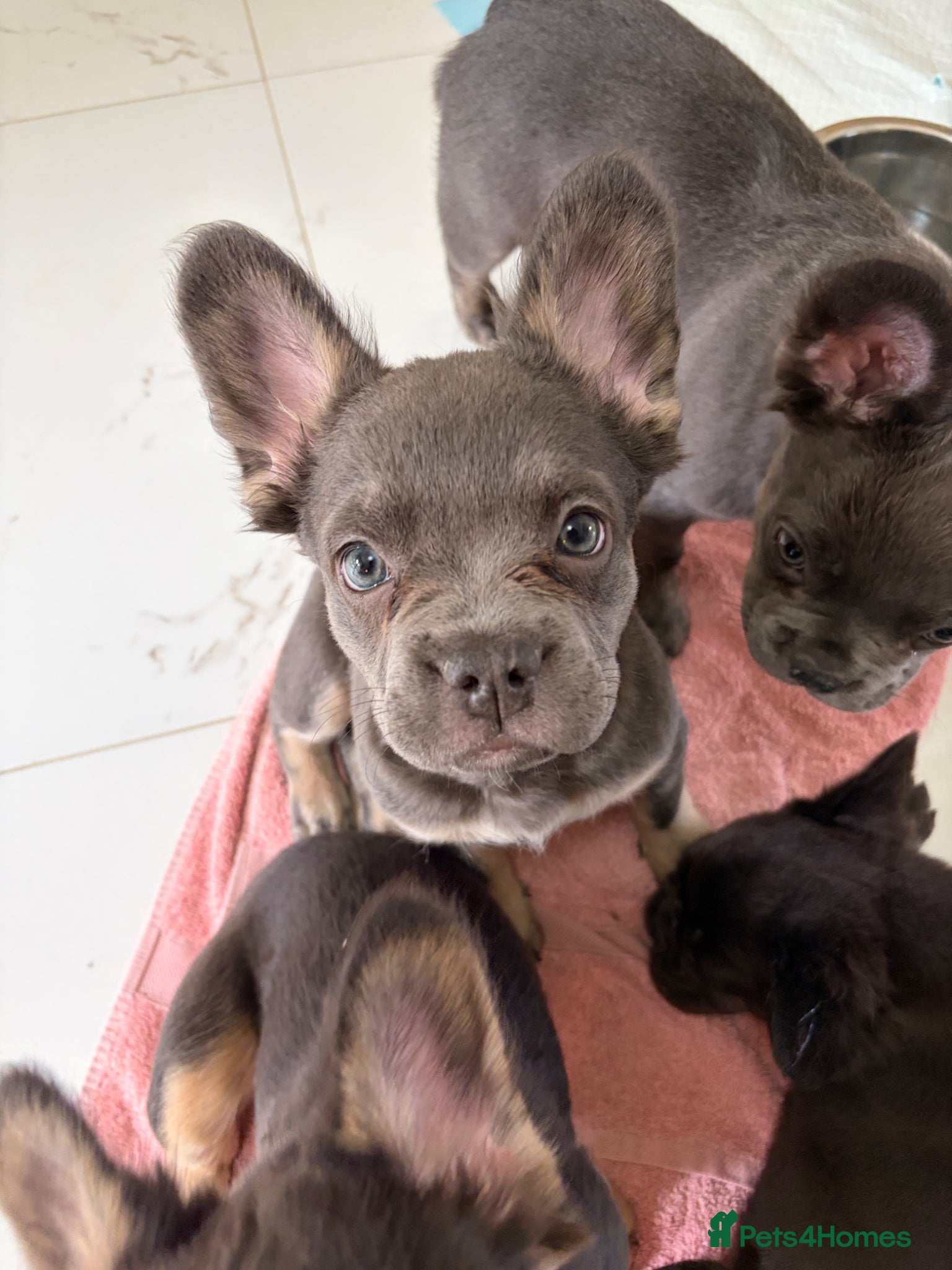 French Bulldog dogs Fluffy French Bulldogs - Advert 6