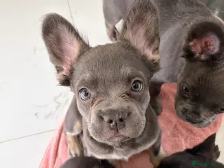 French Bulldog dogs Fluffy French Bulldogs - Advert 6