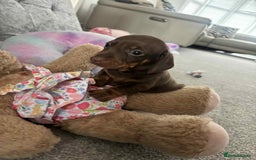 Miniature Dachshund dogs for sale: Minatare Dachshunds  - Image 2