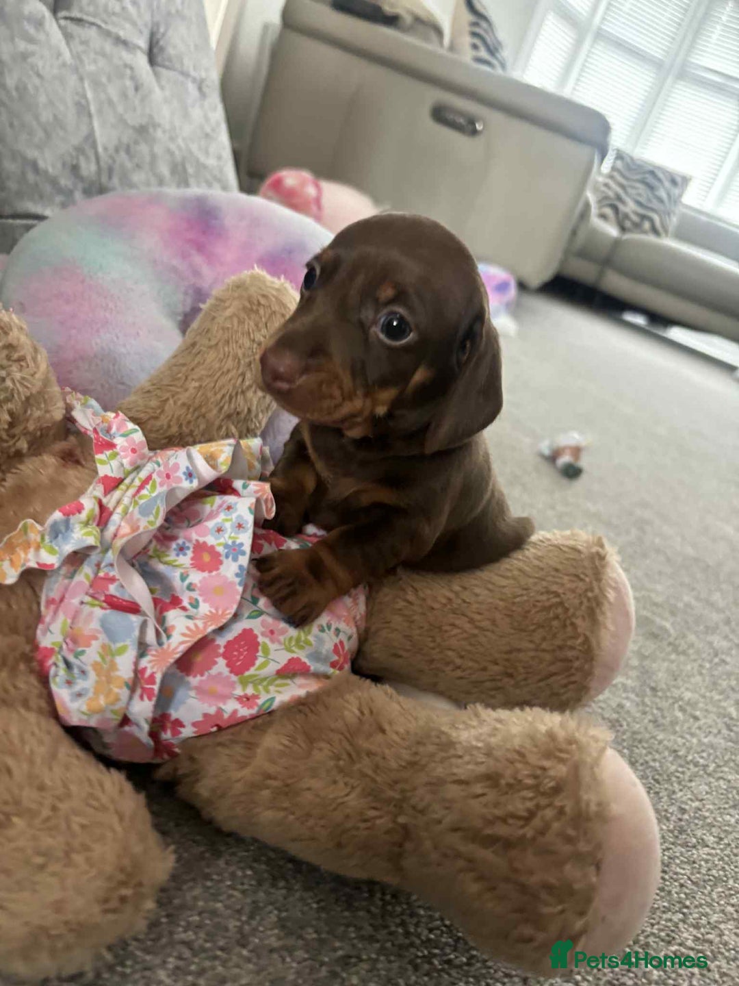 Miniature Dachshund dogs for sale: Minatare Dachshunds  - Image 2