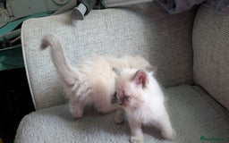 Ragdoll cats for sale: 5 Ragdoll Kittens for Sale - Image 21