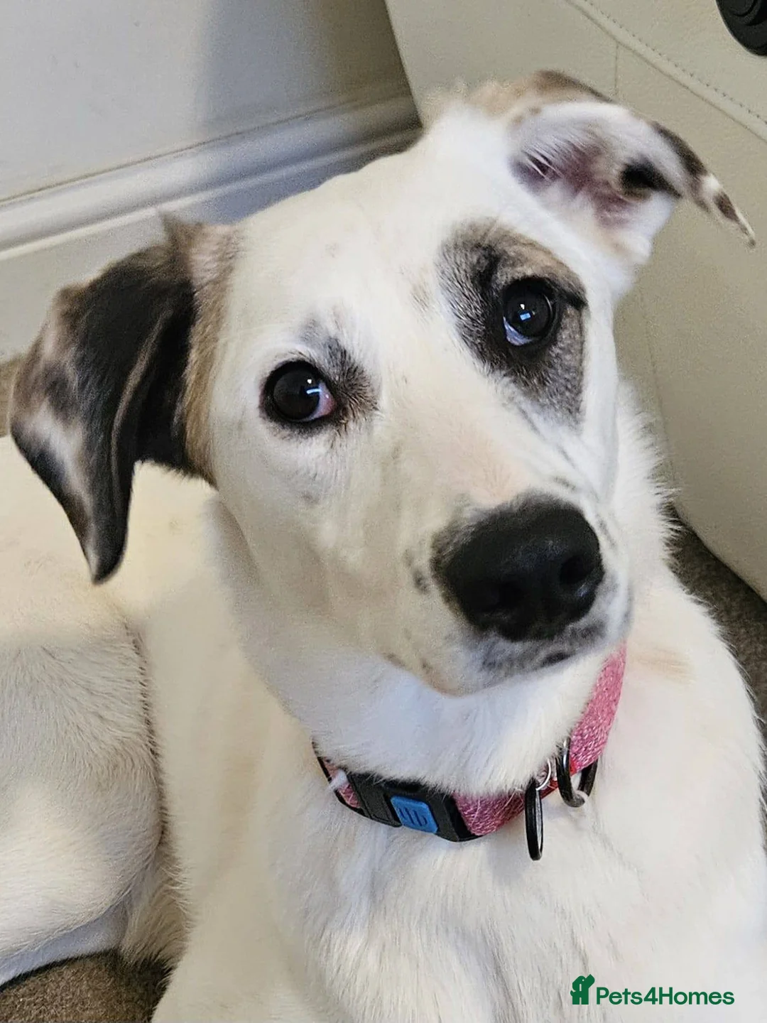Mixed Breed dogs for adoption: ❤️PLIAMKA❤️ all the best you can find in young dog - Advert 1