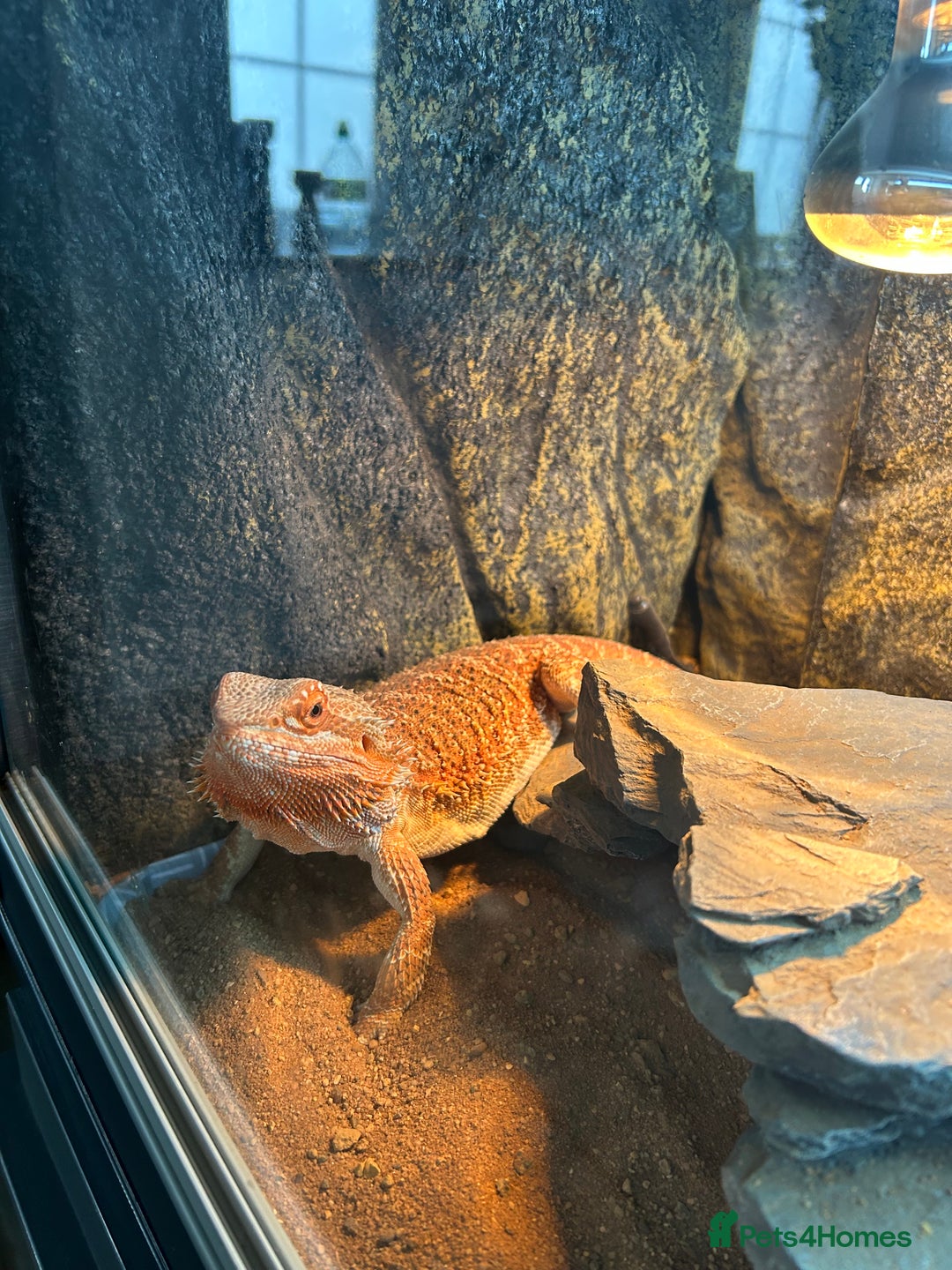 Bearded Dragon reptiles for sale: 1 Year old Bearded Dragon with full set up  - Image 6