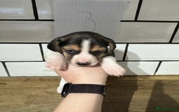 Beagle dogs for sale: Beautiful beagle puppies  - Advert 16