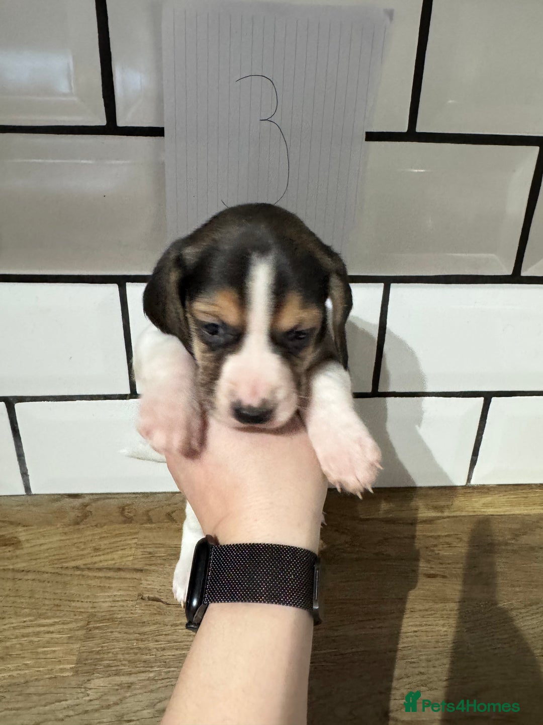 Beagle dogs for sale: Beautiful beagle puppies  - Advert 16