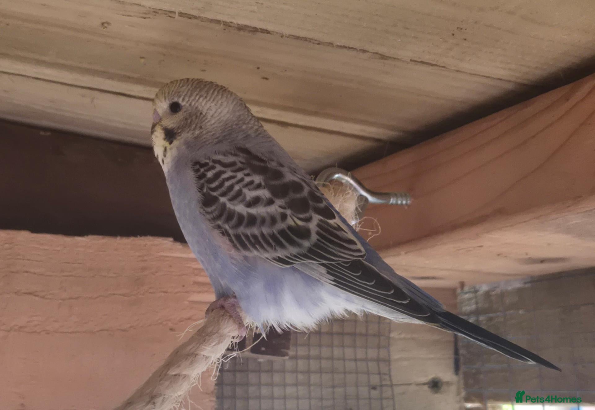 Budgerigars birds Baby budgies looking for there forever home - Advert 2