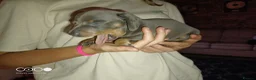 Miniature Dachshund dogs for sale: Miniature dachshund  in Swansea - Advert 2