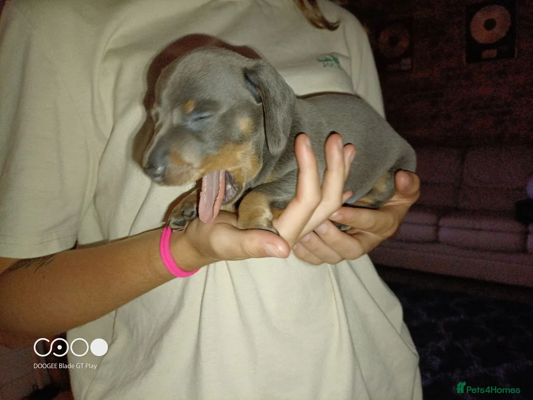 Miniature Dachshund dogs for sale: Miniature dachshund  in Swansea - Advert 2