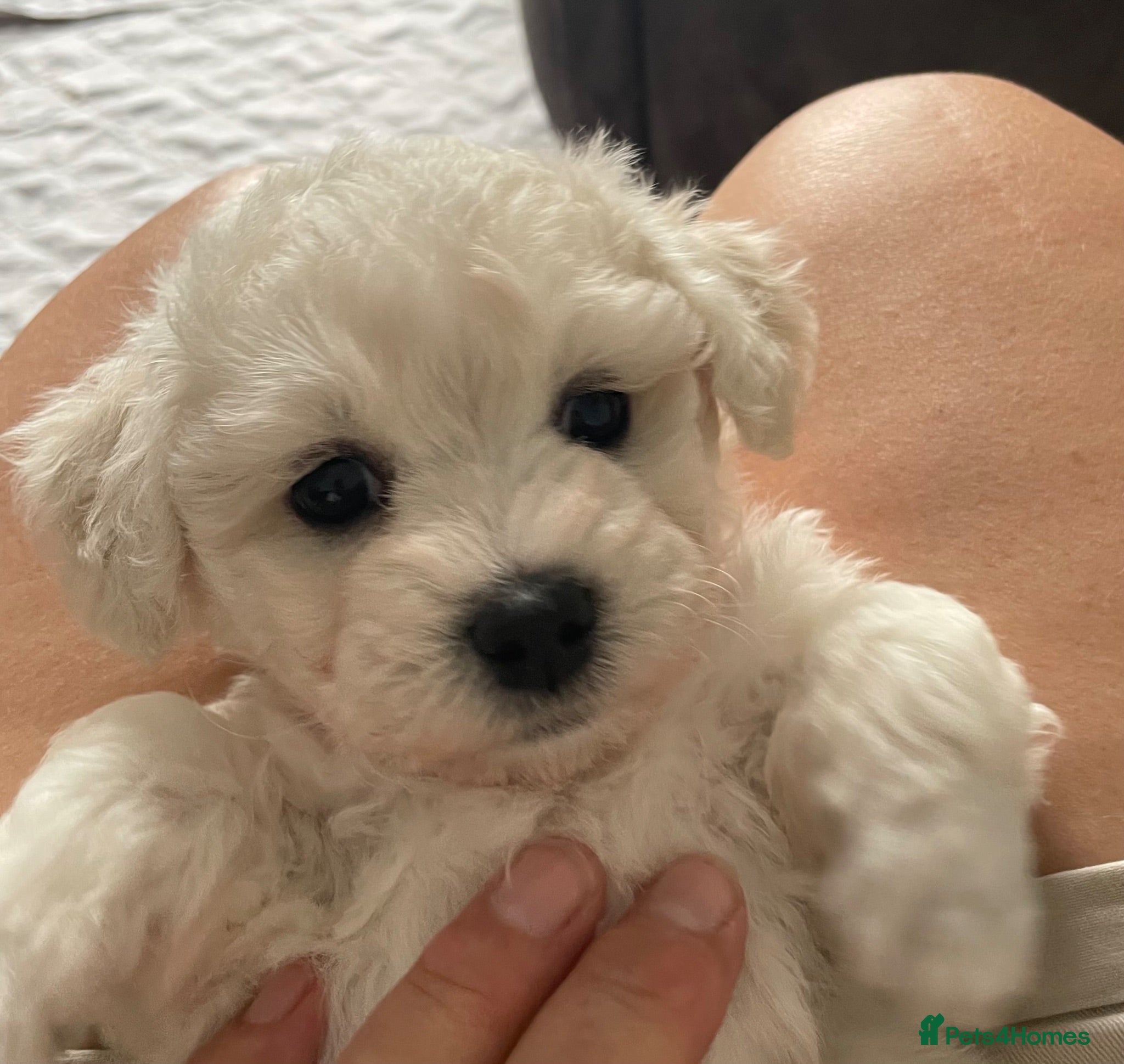 Bichon Frise dogs Bonnie - Advert 2