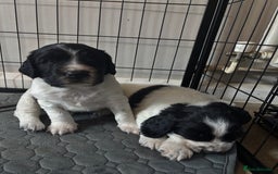 Sprocker dogs for sale: Sprocker Pups  - Image 9