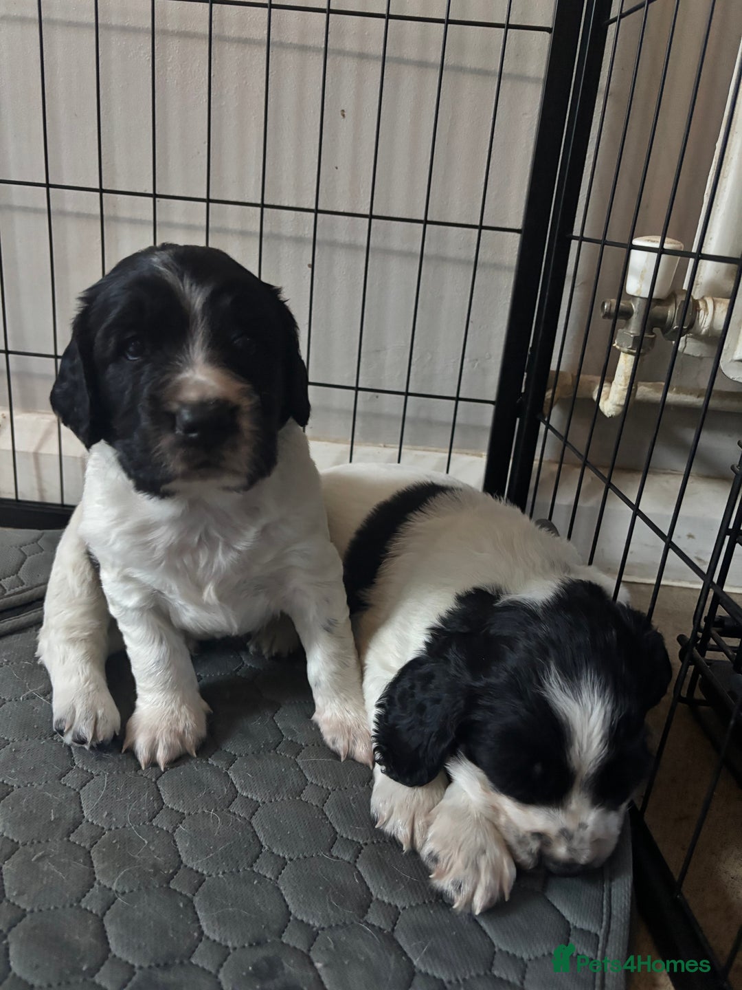 Sprocker dogs for sale: Sprocker Pups  - Image 9