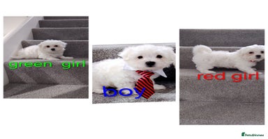 Maltese dogs - Advert 1