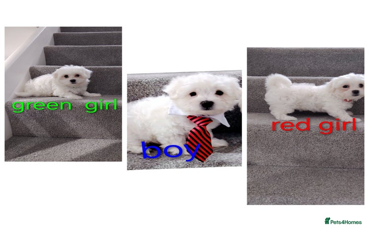 Maltese dogs - Advert 5