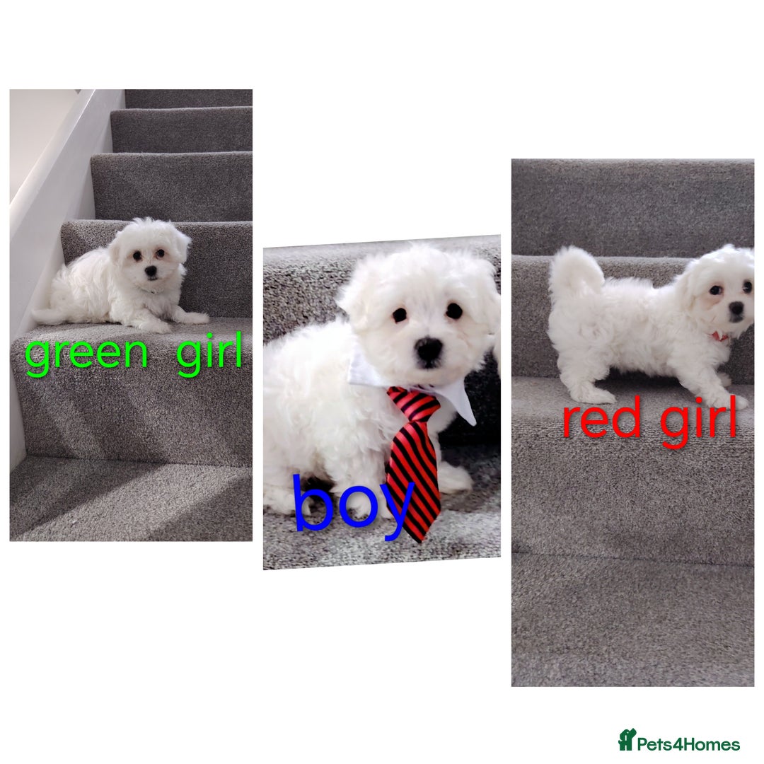 Maltese dogs for sale: Pure Maltese puppies ❤️❤️💙 - Image 2