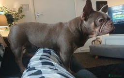 French Bulldog dogs for sale: French bulldog - Image 1