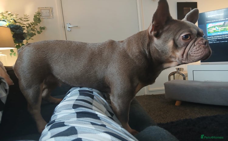 French Bulldog dogs - Advert 4