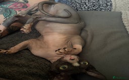 Sphynx cats for sale: Ripley & Nova sphynx sisters ready for a new home - Image 3