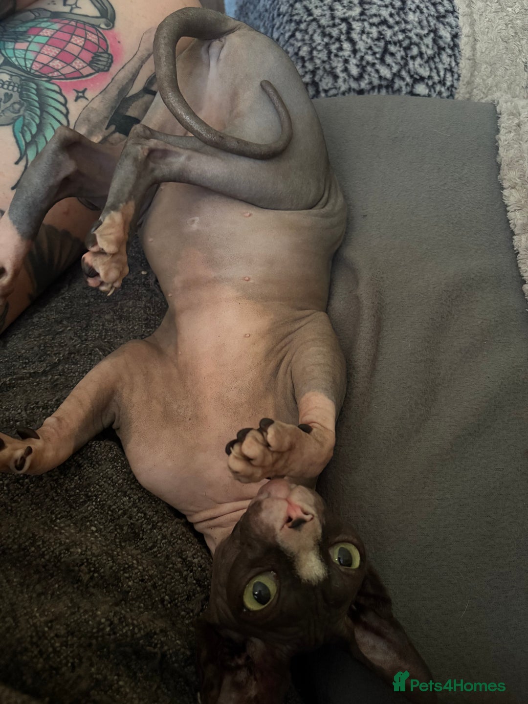 Sphynx cats for sale: Ripley & Nova sphynx sisters ready for a new home - Image 3