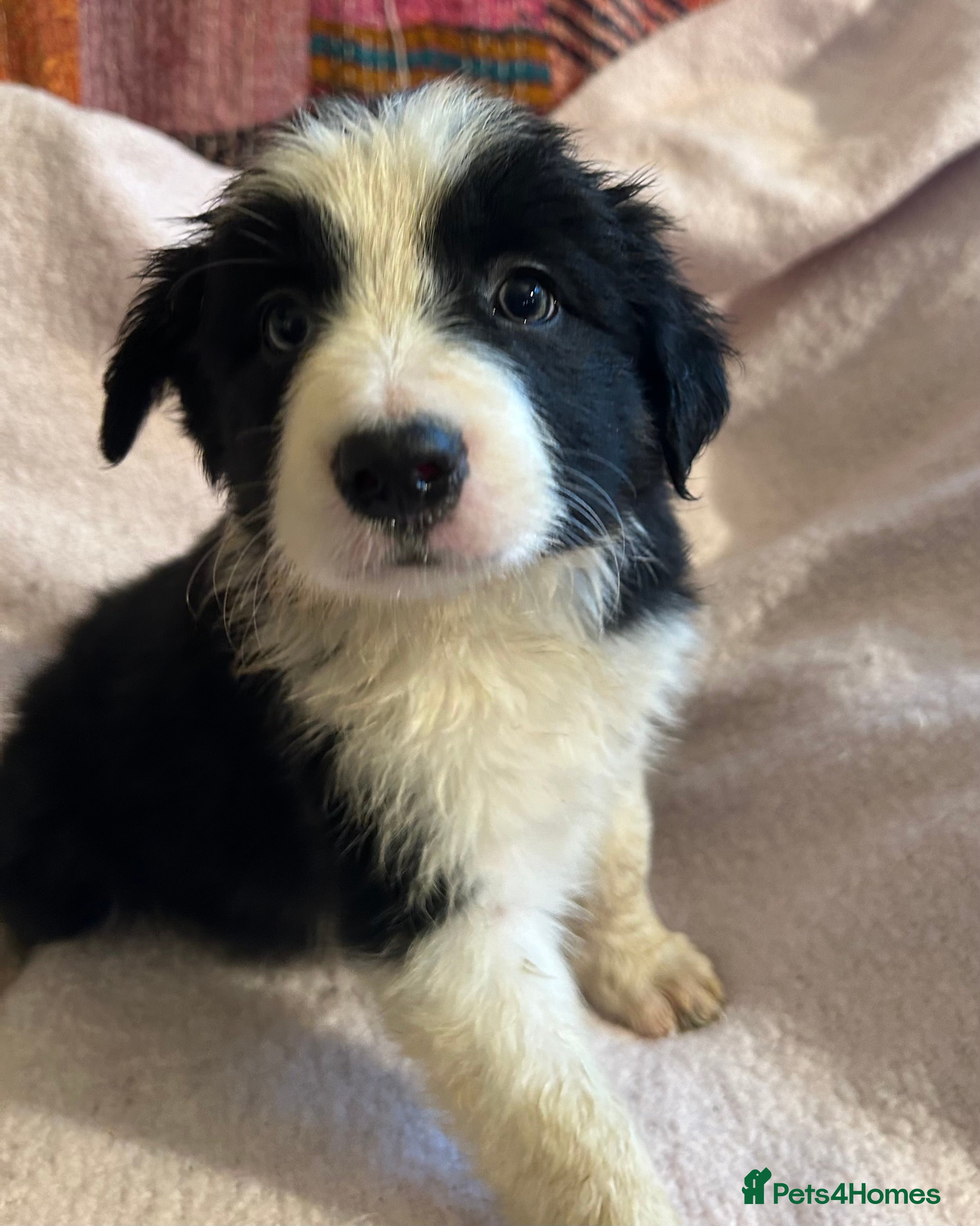Border Collie dogs BEAUTIFUL BORDER COLLIE PUPS - Advert 1