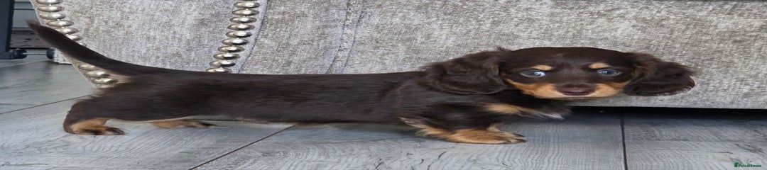 Miniature Dachshund Puppy 1