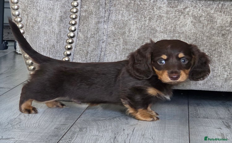 Miniature Dachshund dogs - Advert 14