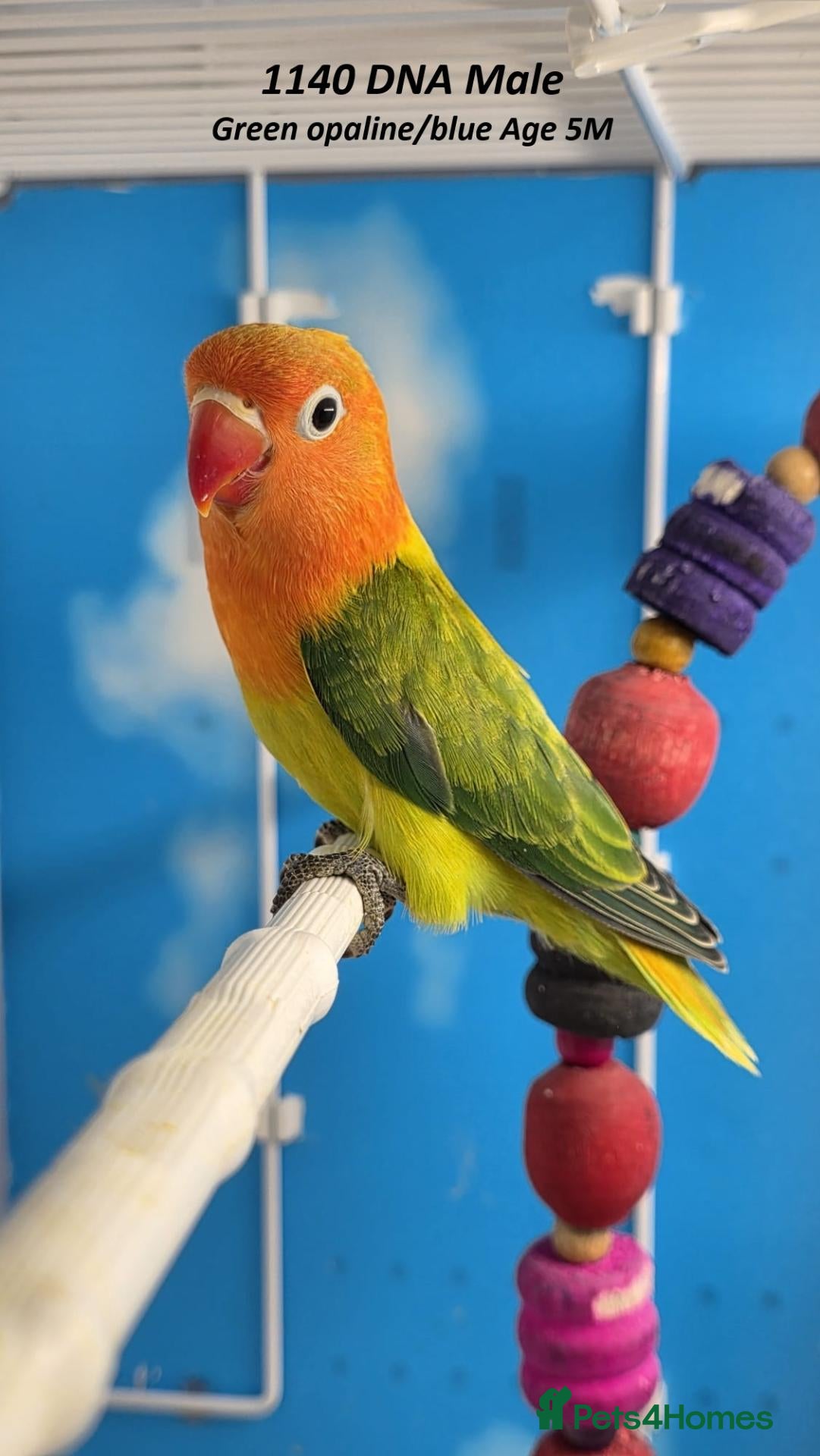 Lovebirds birds All MALE lovebird Age 4 to 6 Months - Advert 1