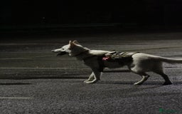 German Shepherd dogs for sale: White german sheperd  - Image 14