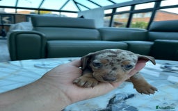 Miniature Dachshund dogs for sale: 🐾READY TO LEAVE NEXT WEEK🐾 - Image 28