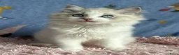 Ragdoll cats for sale: Beautiful TICA Registered Ragdoll Kittens - Advert 31