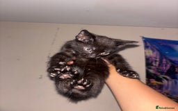 Domestic Shorthair cats for sale: Kittens Available  - Image 10