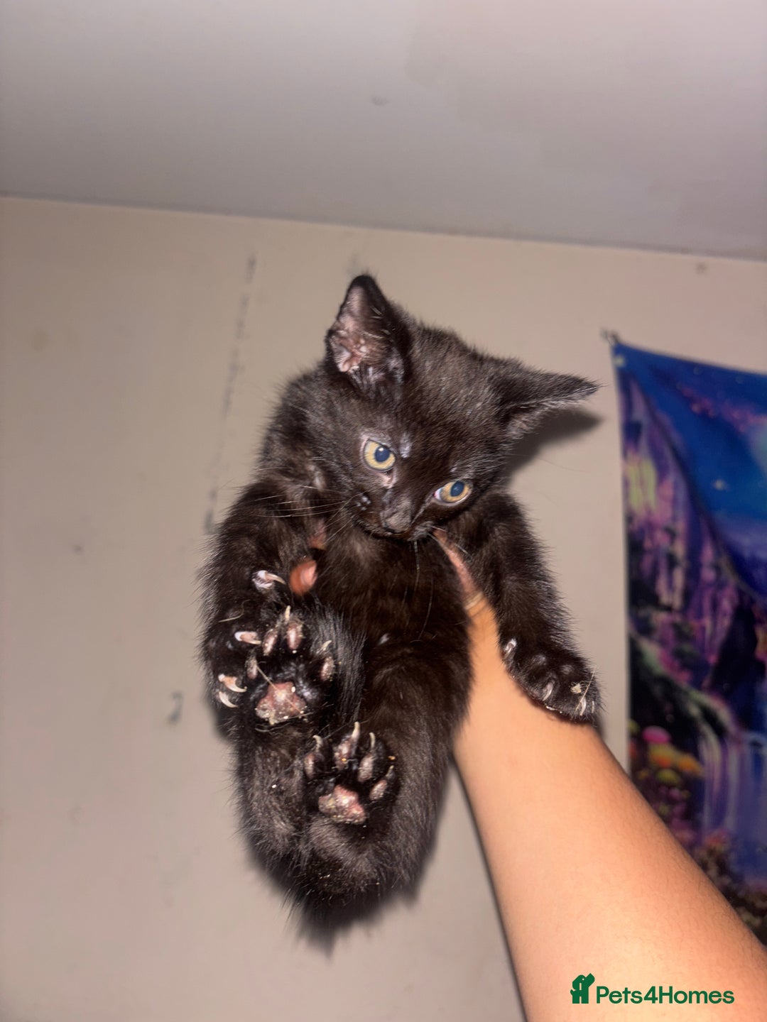 Domestic Shorthair cats for sale: Kittens Available  - Image 10