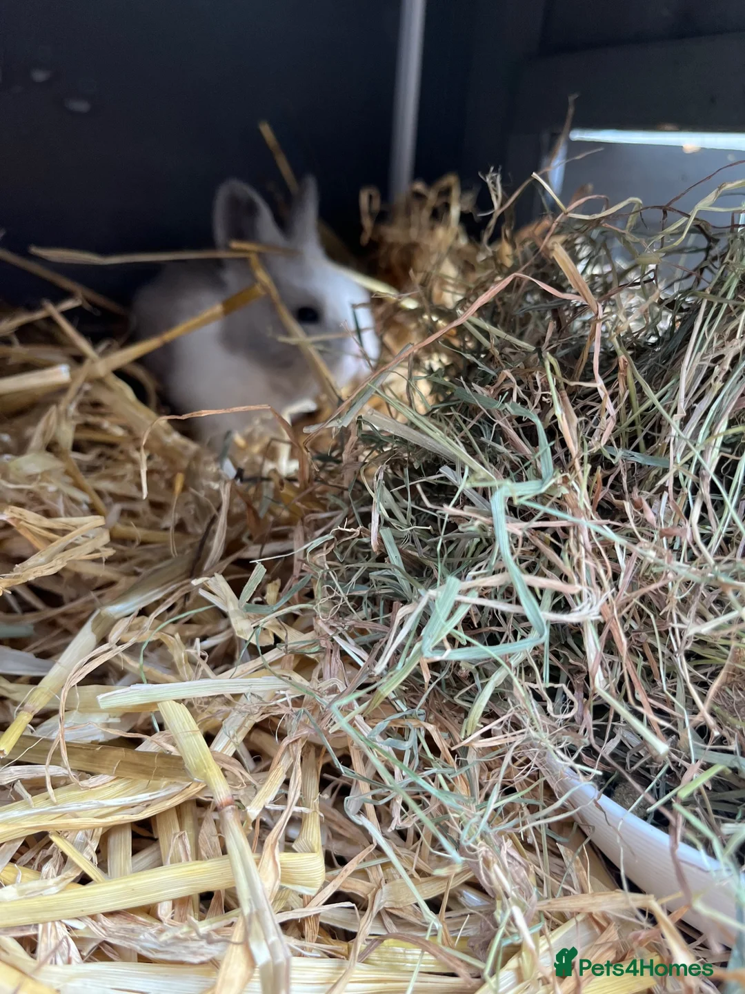 Lionhead rabbits for sale: Baby lionhead Rabbits  - Advert 2