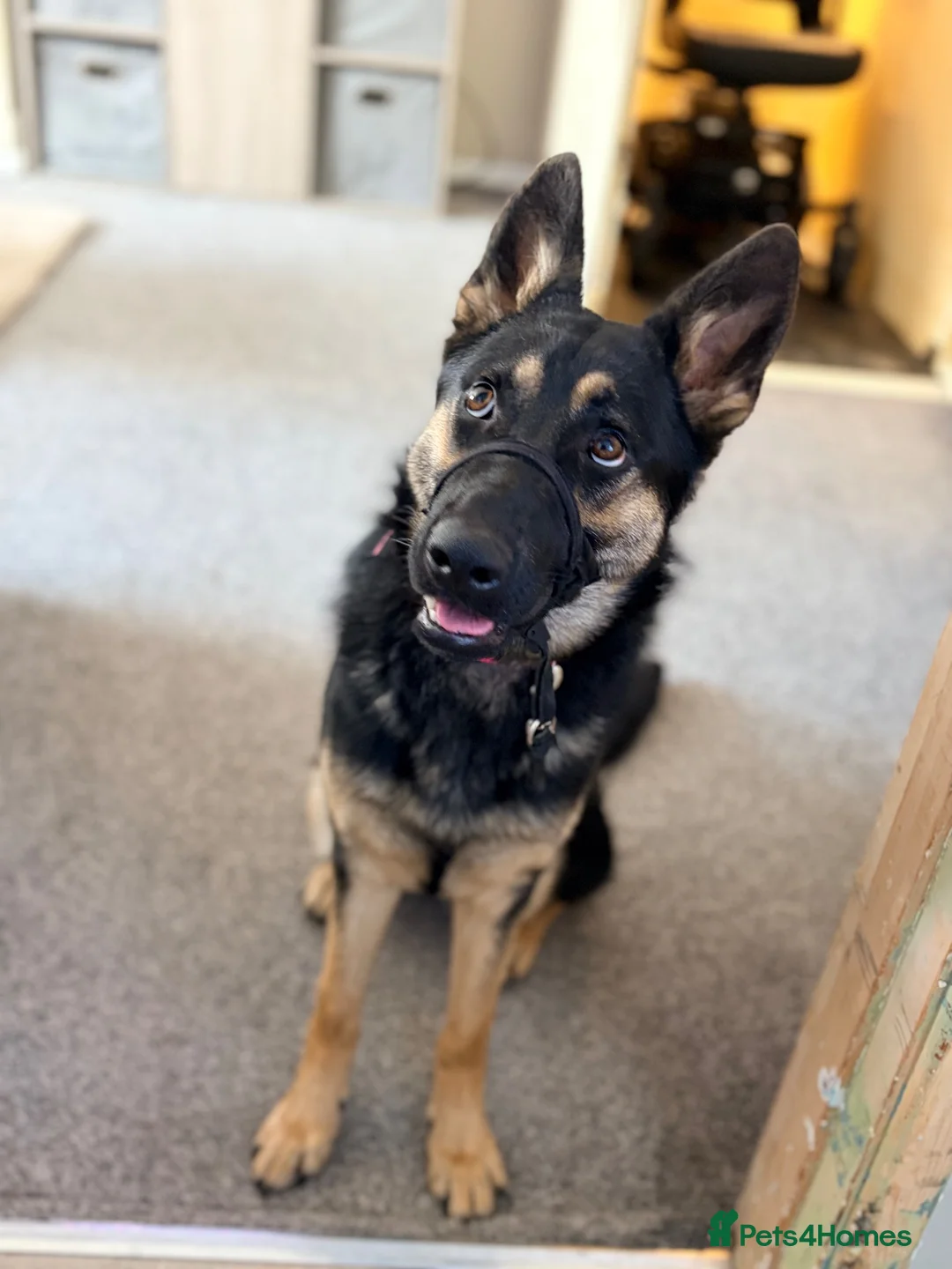 German Shepherd dogs for sale: Beautiful 10 month old female German shepherd - Advert 6