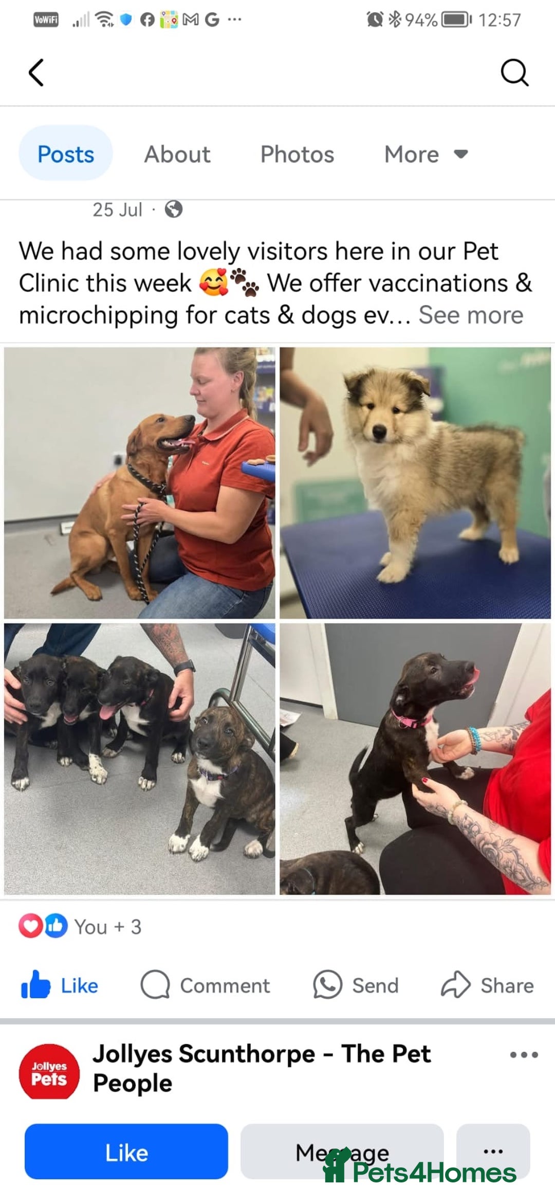 Mixed Breed dogs for sale: Staffordshire bull terrier cross German Shepherd - Image 9