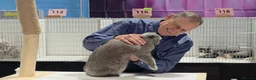 British Longhair cats for sale: GCCF Champion British Longhair Female Active  - Advert 6