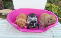 Mini Lop rabbits for sale: Female and Male Baby Minilops: Pretty Colours - Image 3