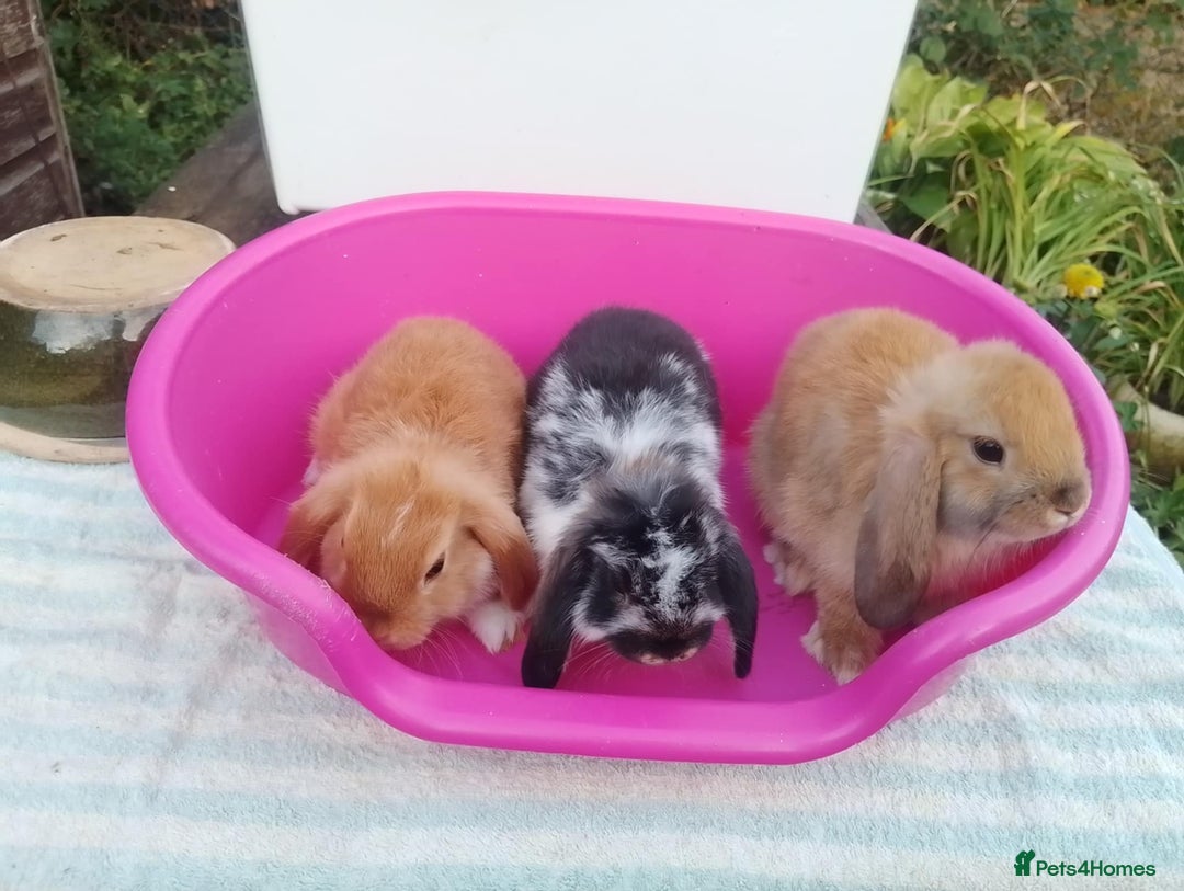 Mini Lop rabbits for sale: Female and Male Baby Minilops: Pretty Colours - Image 3