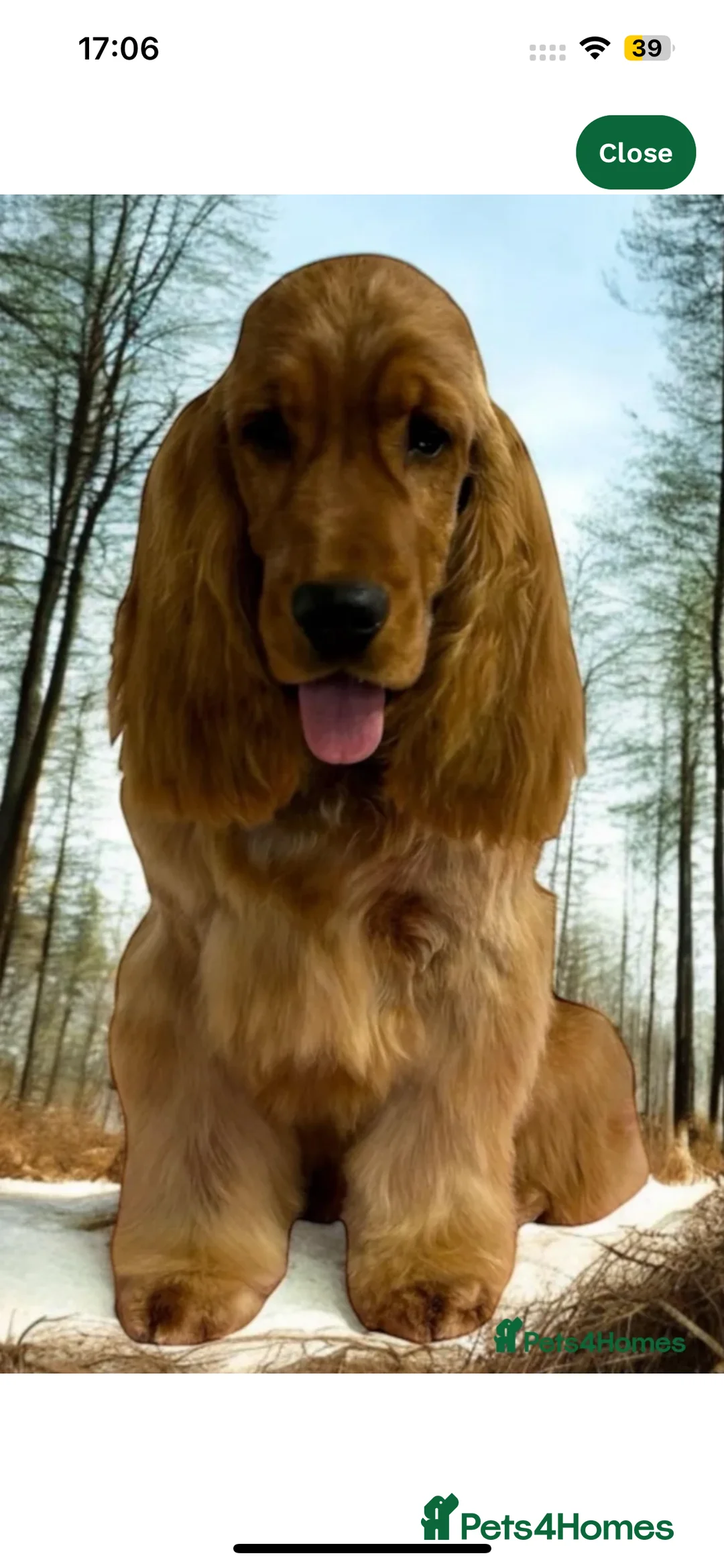 Cocker Spaniel dogs for sale:  SHOW true to type quality puppies 🐶2 BOYS LEFT * - Advert 17