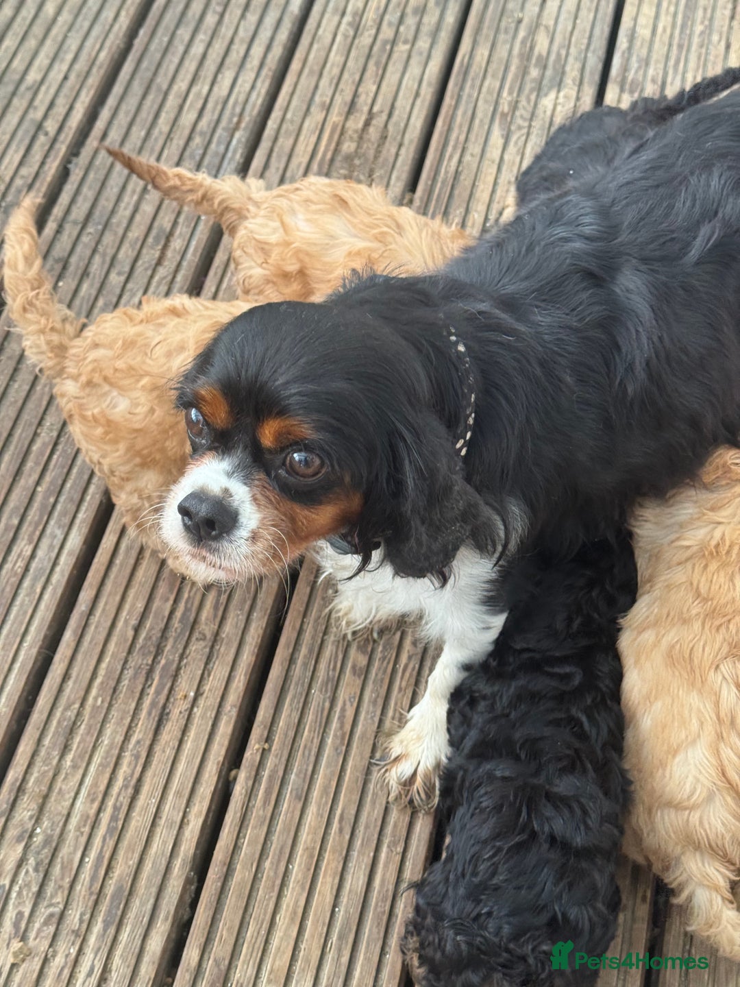 Cavapoo dogs for sale: Health-checked calm loving pups - Image 3