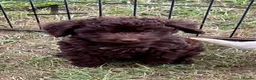 Cockapoo dogs for sale: F1 cockapoo 4 boys available  - Advert 1