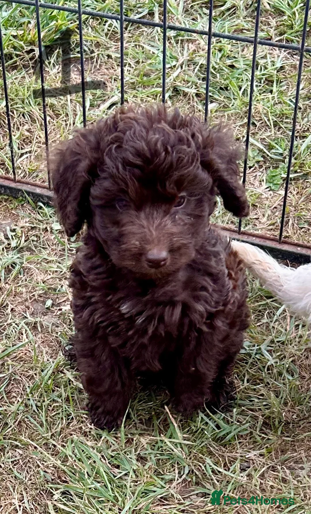 Cockapoo dogs for sale: F1 cockapoo 4 boys available  - Advert 1