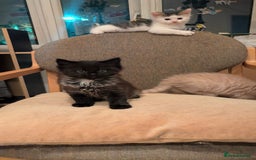 Maine Coon cats for sale: 5 Beautiful Maine Coon kittens available! 😻 - Image 13